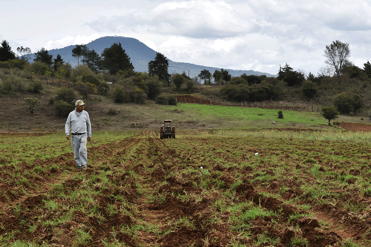 La Siembra